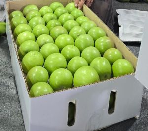 Natural Green Apple Fruits, Packaging Size : 20Kg