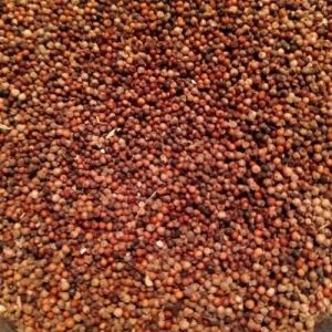 Organic Finger Millet Seeds, Color : Red Raw
