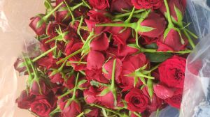 Real flower Natural Dutch Rose, Color : Red, Form : Whole