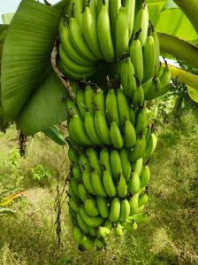 Natural Organic Green Banana for Food