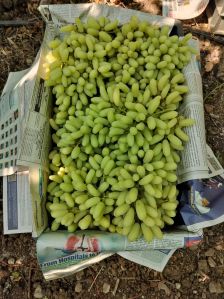 Natural Green Grapes, Packaging Size : 10Kg for Human Consumption