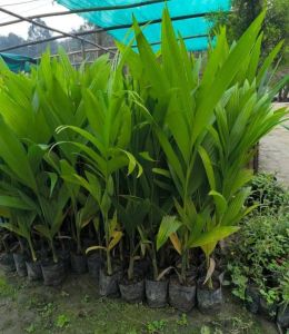 Areca Nut Plant