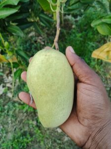 Mango Fruit