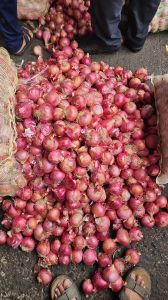 MH TRADERS Onion, Cultivation Type : Natural