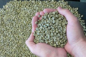 arabica coffee beans