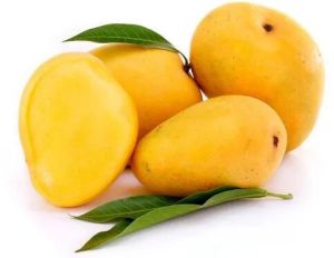 Alphonso Mango