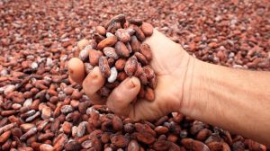 Cocoa Beans, Color : Brown for Chocolate