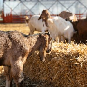 Xylanase Enzyme for Industrial