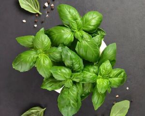 Fresh Basil Leaves