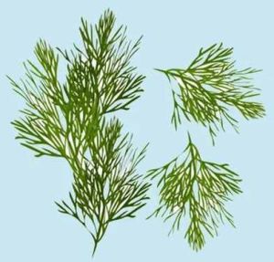 Freeze Dried Dill