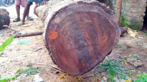 Large Red Sandalwood Logs