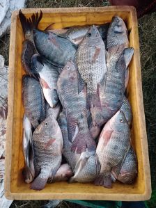 Tilapia Fish
