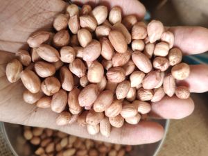 Omkar Traders Groundnut Peanut Seeds, Grade : 50/60, Form : Jetpur