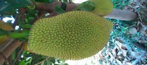 Jack Fruit, Packaging Size : 10Kg, 25Kg Green