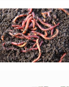 Eisenia Fetida Australian Breed Vermiculture