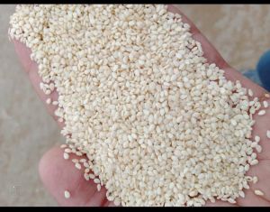 Anmol Natural Hulled Sesame Seeds, Packaging Size : 50kg