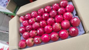 Red Gala Apple