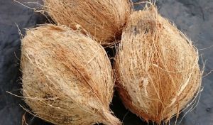 A Grade Solid Husked Coconut A Grade Solid Husked Coconut