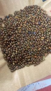 Organic Sesbania Dhaincha Seeds, Color : Brown