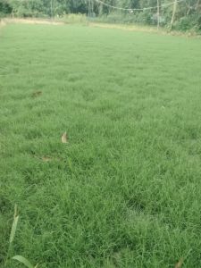 Natural Ballet Lawn Grass