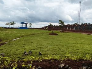 Well Watered Natural Carpet Lawn Grass for All Applicable