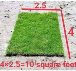 Natural Grass, Packaging Type : Green, Natural-green