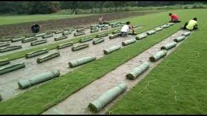 Natural Mexican Lawn Grass