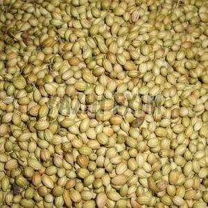 coriander seeds