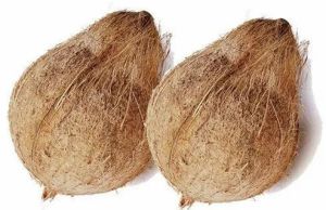 Semi Husked Coconuts