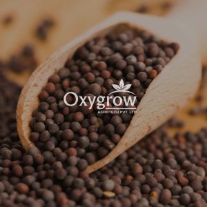Organic Brown Mustard Seeds, Seed Type : Natural Food Grade