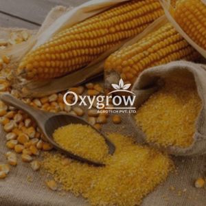 Maize Bran, Color : Yellow for Animal Feed 100%