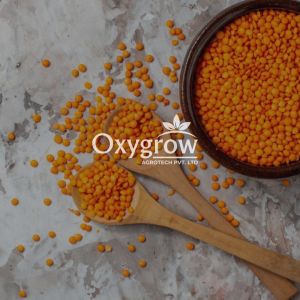 Organic Masoor Dal