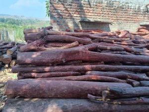 Polished red sandal wood logs, Wood Type : Hardwood