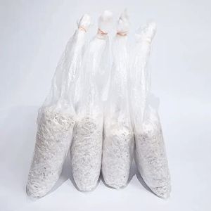 Organic Mushroom Seeds, Packaging Size : 1Kg, 5Kg, 200gm, 400gm
