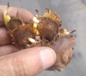 Red Sandalwood Seeds