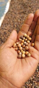 White Sandalwood Seeds