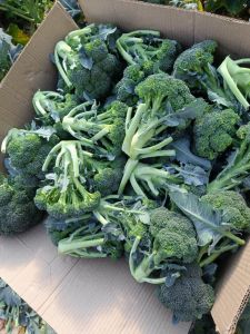 Fresh Broccoli for Cooking, Food Industries, Human Consumption