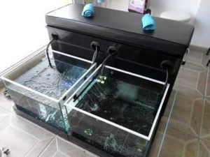 3 Seater Fish Spa Setup