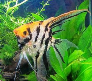 Angel Aquarium Fish