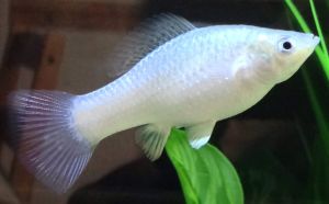 Molly Aquarium Fish
