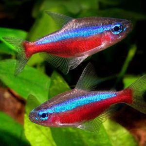 Neon Tetra Aquarium Fish