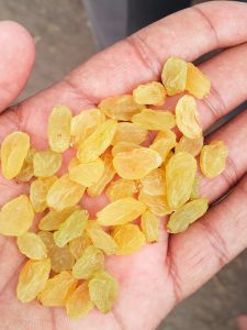 Sun Dried Golden Raisins, Packaging Type : Plastic Packet