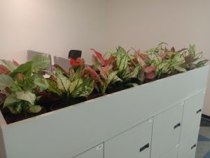 Garden Landscaping Services