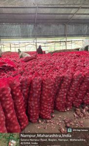 Fresh Red Onion, Cultivation Type : Natural for Cooking, Food