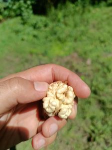  Organic Walnuts for Cooking, Medicine, Health wellness