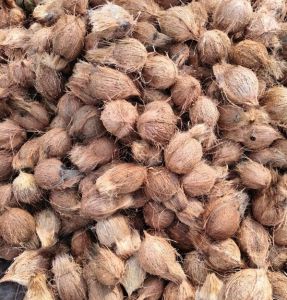 A Grade Whole Fully Husk Coconut, Color : Brown