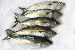 Indian Mackerel Fish