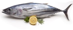Tuna Fish (Kupa)