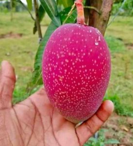 Natural Mango Fruit, Packaging Size : 5Kg