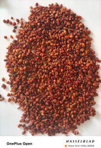 Natural Dry Seabuckthorn Berries, Packaging Size : 5Kg, 10Kg, 25Kg